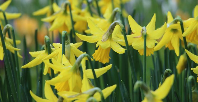 Daffodils by Katherine McCormack