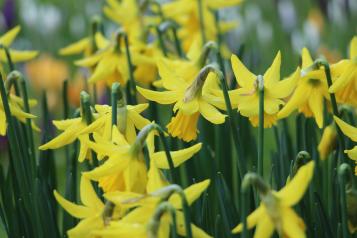 Daffodils by Katherine McCormack